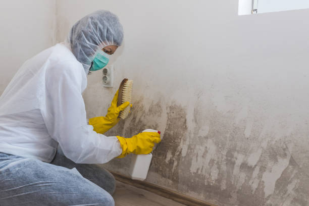 Best Mold Remediation for Specific Building Types in Dover, FL