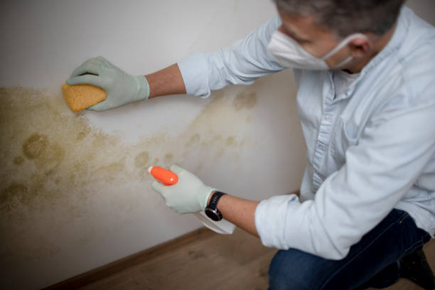Best Attic Mold Remediation in Dover, FL