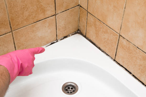 Best DIY Mold Remediation Support Services in Dover, FL
